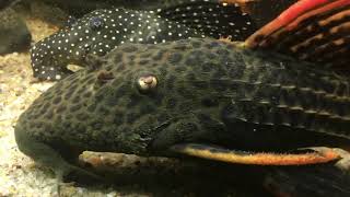 Feeding my red Cactus Plecos 072018  Pleco John [upl. by Fleisher988]