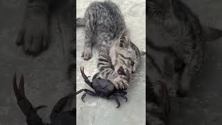 081ANAK KUCING DAN KEPITING HITAM [upl. by Rekcut106]