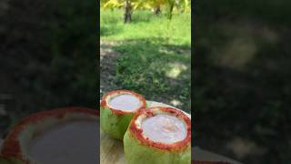 Fresh Guava juice in Guava shell asmr [upl. by Esimorp496]