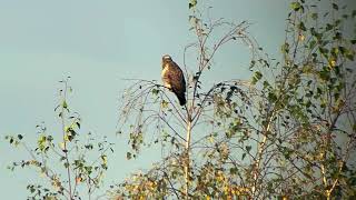 Blonde buizerd in berk in het Prinsenpark Vrijdag 1110 2024 [upl. by Alleram]