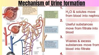 Mechanism of Urine formation [upl. by Vashtee693]