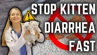 How to Stop Kitten DIARRHEA  Diet  Parasite treatment  New Breeders MUST WATCH [upl. by Navac]