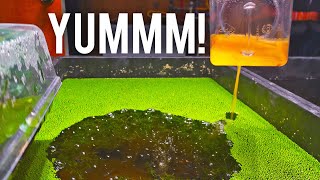 How to Hatch Brine Shrimp Eggs Like a PRO [upl. by Dnesnwot759]