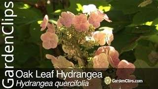 Oak Leaf Hydrangea  Hydrangea quercifolia  Growing tips for Oakleaf Hydrangea [upl. by Elletsyrc871]