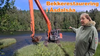 Bekkerestaurering av Åsdalsåa i MidtTelemark [upl. by Inaj]