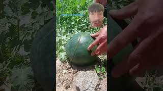 Beautiful and fresh watermelon Watermelon cuting skills fruitcutting cuttingfruit [upl. by Alakim]