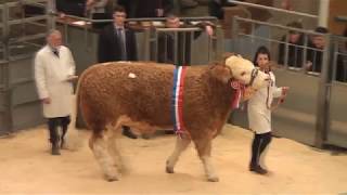 Simmental at Stirling Bull Sales 18th February 2019 [upl. by Shermy]