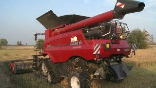 Caseih AxialFlow 8250ampCressoni crx rice [upl. by Enal954]