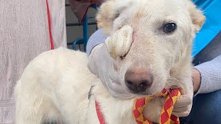 Homeless Dog Found Missing His Half Face Rescued and Grew New Face [upl. by Ainegul]