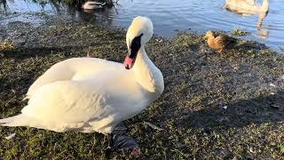 birdlife in november norway  This is my birdfamily [upl. by Sparks]