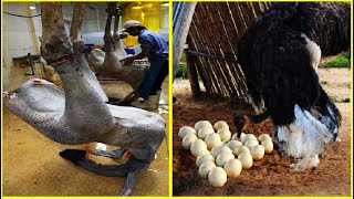 Amazing Ostrich Farm  Ostrich Farming Technology  Ostrich Production Process  ostrich factory [upl. by Kone590]