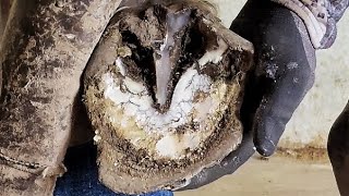 Trimming Long Hoof  Overgrown Hoof Restoration  What Farriers See  So Satisfying [upl. by Mada]