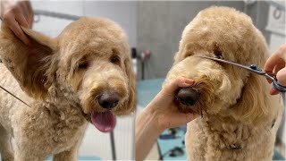 Goldendoodle full Grooming vertical video [upl. by Kcirddec]