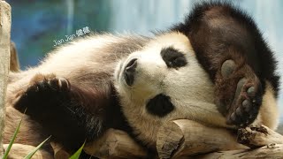 Scent marking or just playing土浴び水浴びでんぐり返し｜KaiKai amp JianJian ｜Macao Giant Panda｜マカオパンダ館｜澳門大熊貓館｜SPVP [upl. by Anetsirhc3]