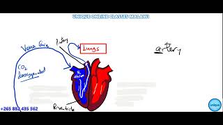 Form 3 Biology  How the heart works [upl. by Shaughnessy]