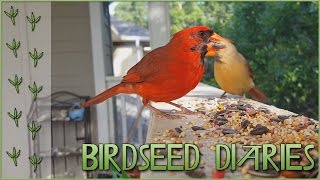 A Beautiful Pair of Cardinals with Big Appetites  Birdseed Diaries Wild Birds [upl. by Violet48]