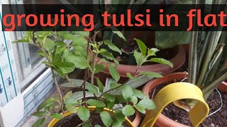 Growing tulsi  holy basil Ocimum sanctum in flat [upl. by Ellegna785]