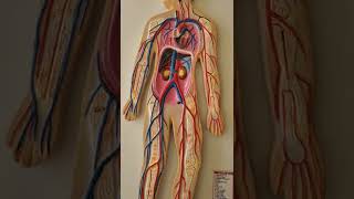 Blood Circulatory system [upl. by Eelesor]