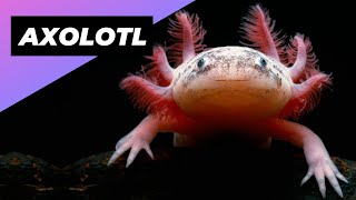 Axolotl 🦄 One Of The Cutest And Most Exotic Animals In The World shorts [upl. by Hedvige]