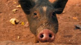 The Surprising Intelligence of Pigs [upl. by Defant838]