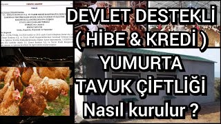 Çok az Sermaye ile sıfırdan yumurta tavuğu çiftliği nasıl kurulur Devlet destekleri neler  tavuk [upl. by Arocet]