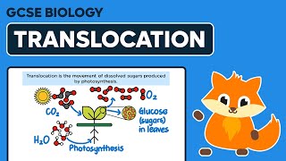 Translocation  GCSE Biology [upl. by Euqinmod658]