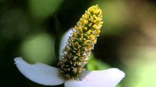 Lizard tail Houttuynia cordata [upl. by Aloiv225]