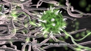 POLYVERSUM Pythium oligandrum e il micoparassitismo diretto [upl. by Pilar]