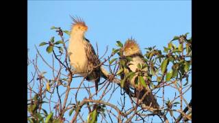 PAJAROS DE MI FLOR Chamarrita LOS HERMANOS CUESTAS [upl. by Ivzt]