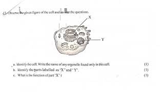 SCERT class 8 onam exam biology answer key 2024  the science life [upl. by Thorr]