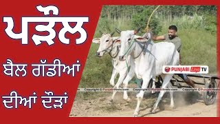 🔴LIVE PAROUL NEW CHANDIGARH OX RACE 23 MARCH 2024 [upl. by Kuska]