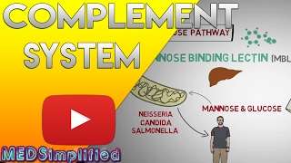 Complement System Made Easy Immunology Classical Alternate amp Lectin pathway [upl. by Eisinger]