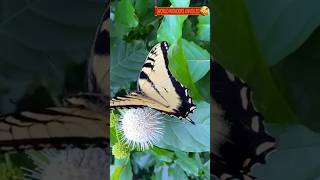 Discover the TwoTailed Swallowtail Natures Majestic Wonder [upl. by Yenruoc]