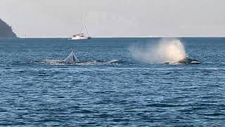 Fast Forward to Queensland The Whales of Stonehaven 02Sep24 [upl. by Onilatac]