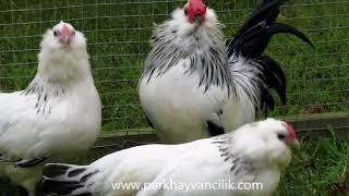 Barbu dAnvers Chickens parkhayvancilikcom [upl. by Esinehs]