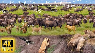 4K African Wildlife Survival of Wild Animals in Kilimanjaro National Park With Real Sounds 4K Video [upl. by Dianemarie]