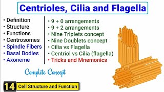 Centriole Centrosome Cilia and Flagella  Complete concept  J Biology [upl. by Kamin]