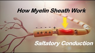 The Function of Myelin Sheath  Saltatory Conduction [upl. by Barcroft]