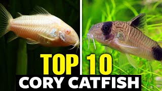 Top 10 Cory Catfish Types  The Best Catfish For Your Aquarium [upl. by Mcgrath]