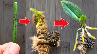 How to propagate orchids from flower branches faster than ever [upl. by Adirahs]