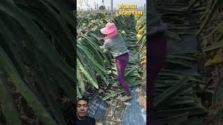 Pruning tanaman buah nagashortvideo [upl. by Orlantha56]