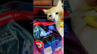 Best food for cats Drools bestcatfoodcatlover shorts  protein3014�t25Fibrecatlover [upl. by Hannibal610]