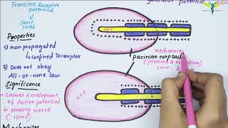 Receptor Potential  Easy Flowchart  mechanism of receptor potential [upl. by Airrat]