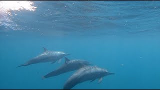 Kuredu Island Resort 2019 Maldives Snorkeling filmed on GoPro Hero 7 Black Edition [upl. by Hwang]