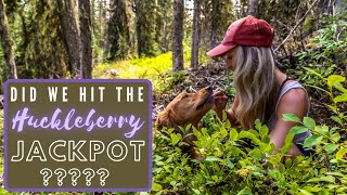 Huckleberry Picking Adventure We Find HUGE Wild Huckleberries Deep In The North Idaho Wilderness [upl. by Dhar]