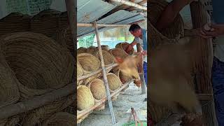 The process of raising chickens with straw chicken coops [upl. by Chu]