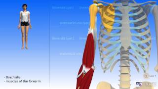 The Brachialis [upl. by Navak]