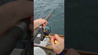 Live bait fishing for Kingfish fisheatrepeat nzfishing [upl. by Partan]