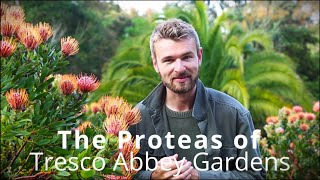 The Proteas of Tresco Abbey Gardens [upl. by Audra359]