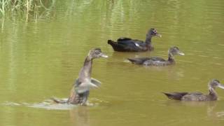 Muscovy duck  Cairina moschata [upl. by Haleak]